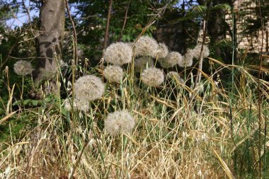 Doğa yaşam alanıdır 