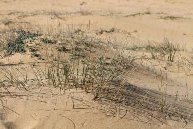 Doğa yaşam alanıdır 