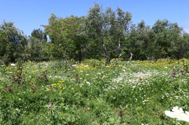 Doğa yaşam alanıdır 