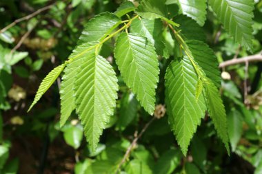 Doğa yaşam alanıdır 