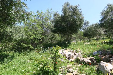 Doğa yaşam alanıdır 