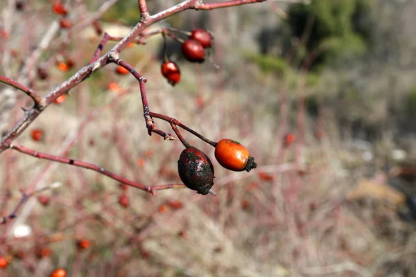 Naturen är en livsmiljö — Stockfoto