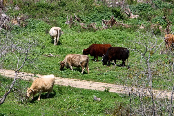 A natureza é o habitat — Fotografia de Stock