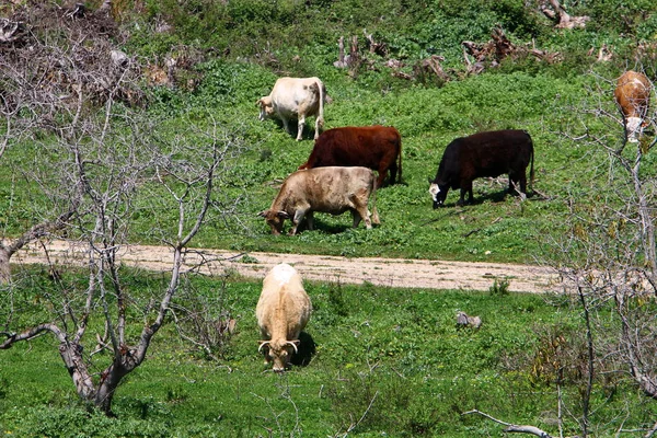 Nature is the habitat — Stock Photo, Image