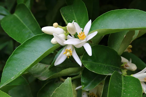 A natureza é o habitat — Fotografia de Stock