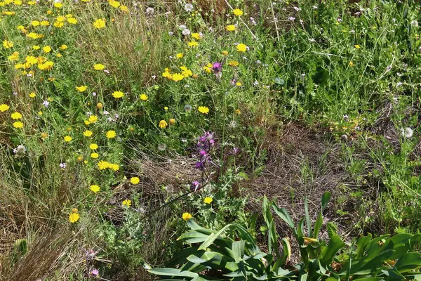 De natuur is de habitat — Stockfoto