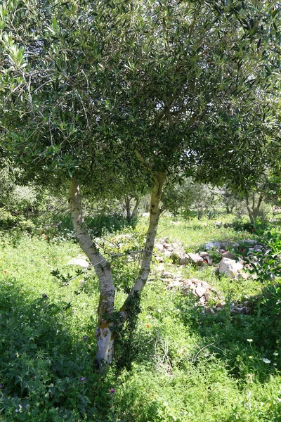 La natura è l'habitat — Foto Stock