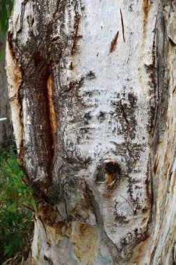 Türü ve malzemenin doku 