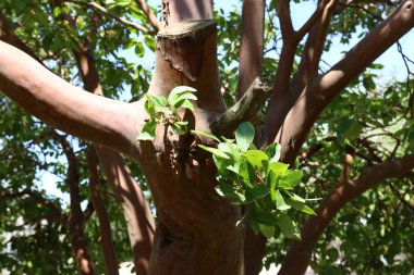 Türü ve malzemenin doku 