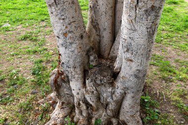 Türü ve malzemenin doku 