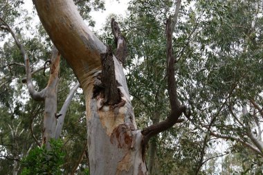 Türü ve malzemenin doku 