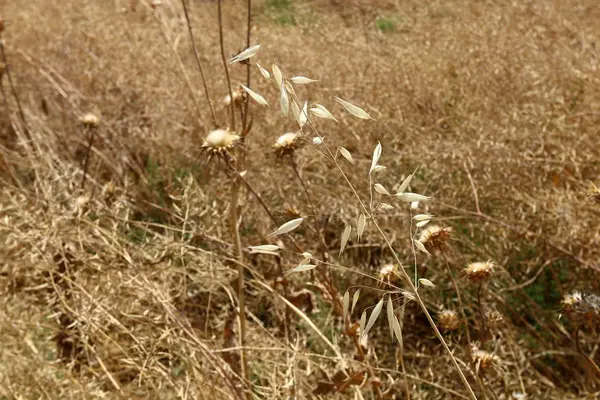 Été en Israël — Photo