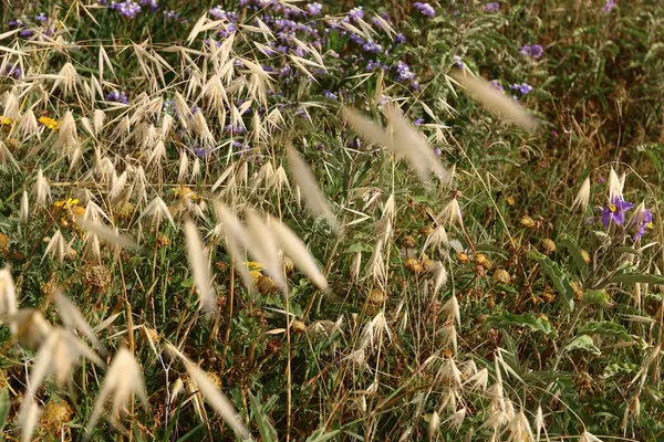 Été en Israël — Photo