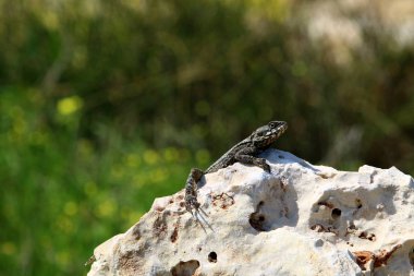 Her yerde taşlar vardır 