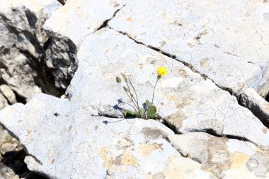 Her yerde taşlar vardır 