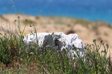 Her yerde taşlar vardır 