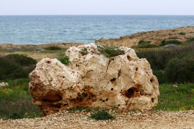 Her yerde taşlar vardır 