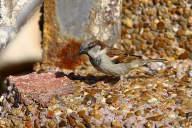 Her yerde taşlar vardır 