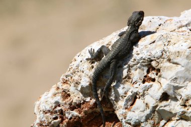 Her yerde taşlar vardır 