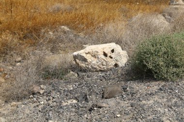 Her yerde taşlar vardır 