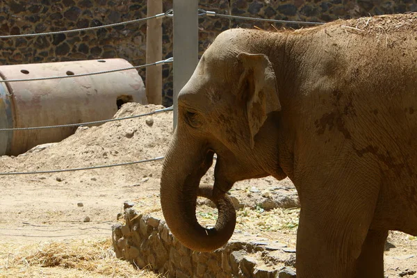 Elefante vive en el zoológico — Foto de Stock