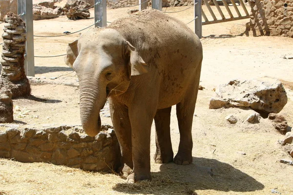 Elefante vive en el zoológico — Foto de Stock