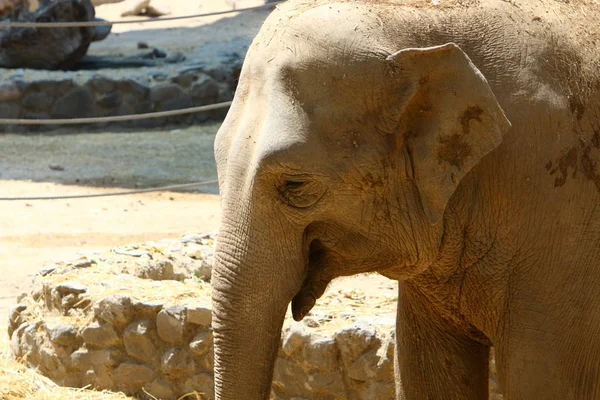 Elefante vive en el zoológico — Foto de Stock