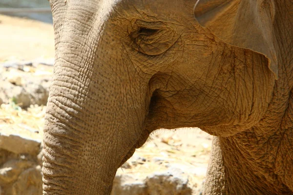 Elefant lever i djurparken — Stockfoto