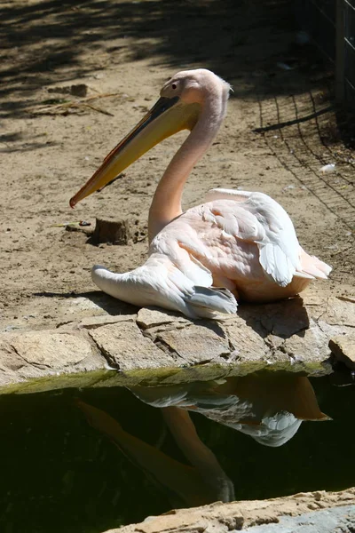 Pelícano vive en el zoológico — Foto de Stock