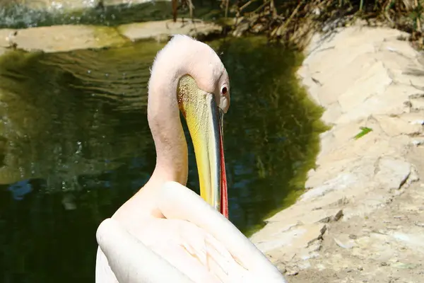 Pelican vit dans le zoo — Photo
