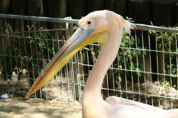 Pelikan hayvanat bahçesinde yaşıyor — Stok fotoğraf