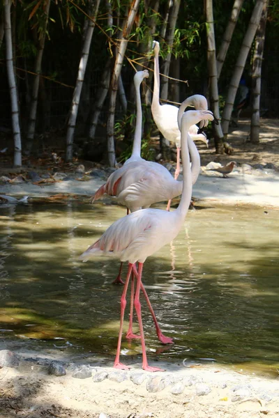 Los flamencos viven en el zoológico — Foto de Stock