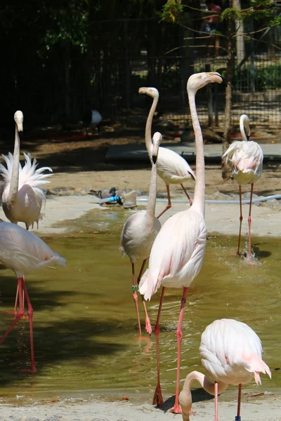 Flamingoer lever i djurparken — Stockfoto
