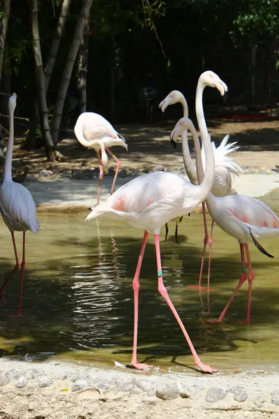 Flamingos live in the zoo — Stock Photo, Image