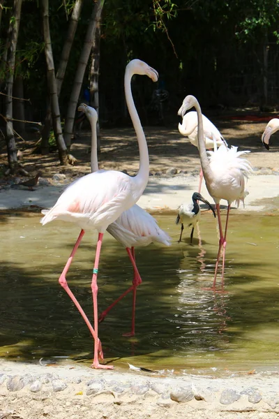 Flamingoer lever i djurparken — Stockfoto