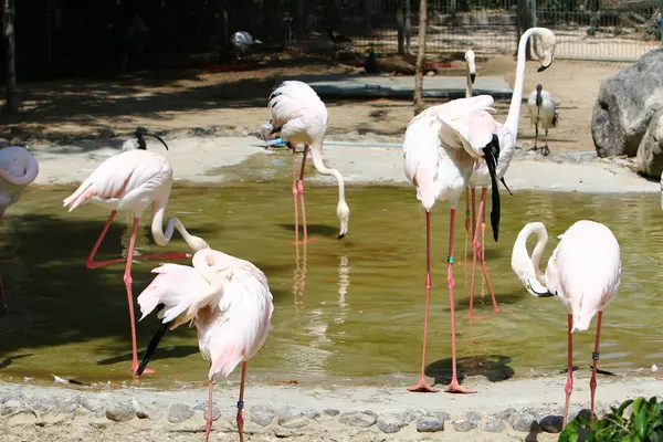 Flamingos vivem no zoológico — Fotografia de Stock