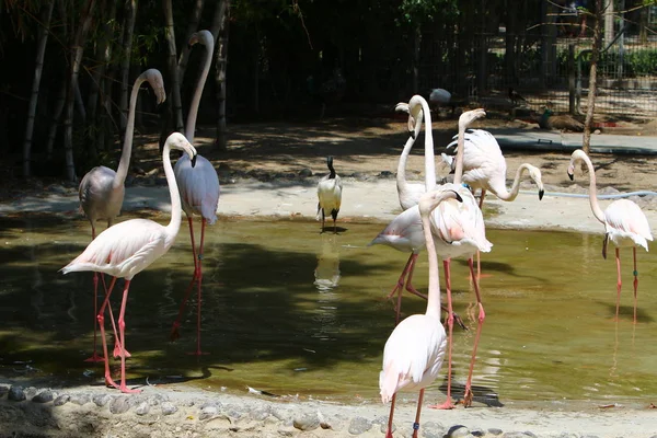 Los flamencos viven en el zoológico — Foto de Stock