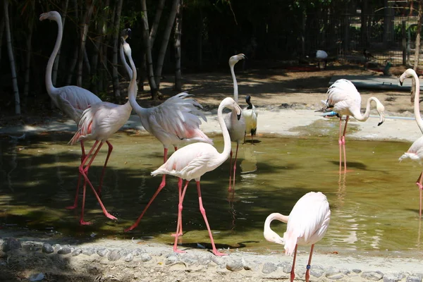 Flamingoer lever i djurparken — Stockfoto