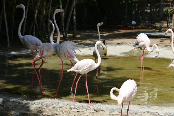 Flamingos leben im Zoo — Stockfoto