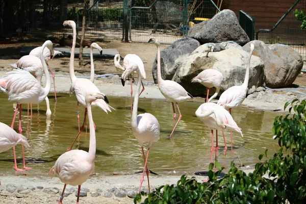 Los flamencos viven en el zoológico — Foto de Stock