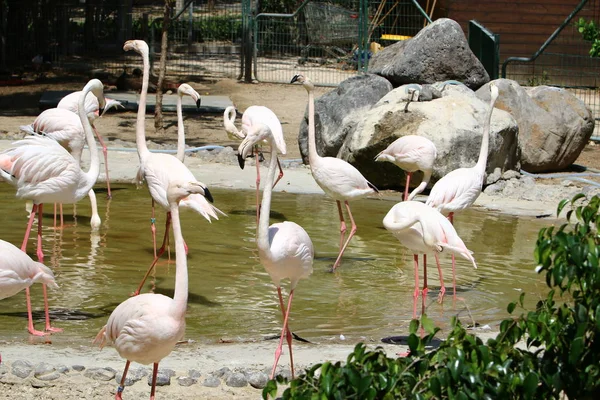 Flamingos vivem no zoológico — Fotografia de Stock