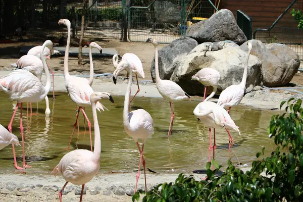 Flamingos vivem no zoológico — Fotografia de Stock