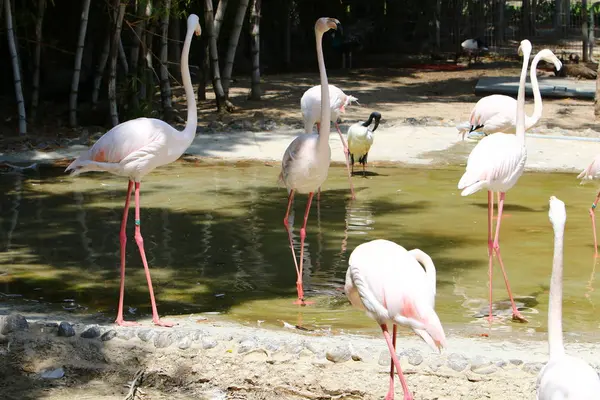 Flamingos leben im Zoo — Stockfoto
