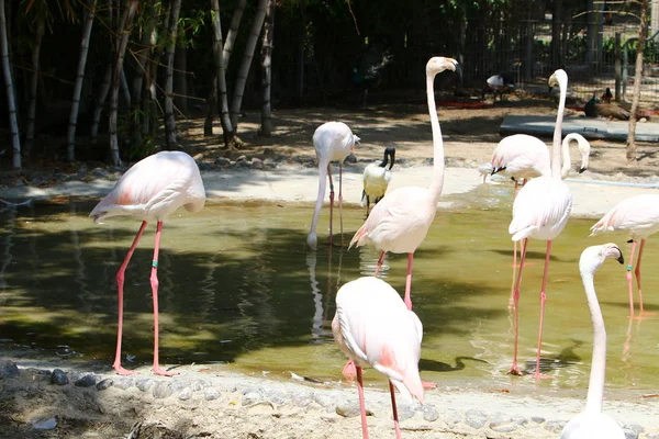 Flamingoer lever i djurparken — Stockfoto