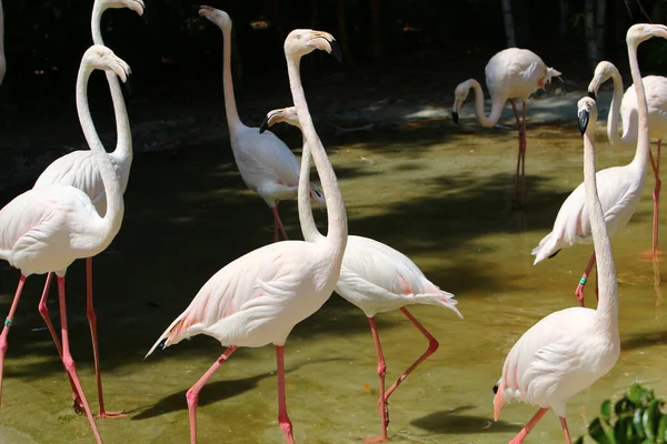 Flamingoer lever i djurparken — Stockfoto