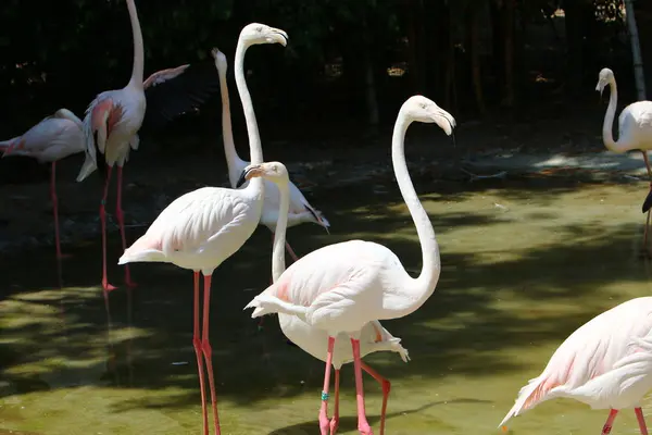 Flamingos vivem no zoológico — Fotografia de Stock