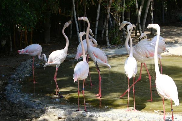 Flamingoer lever i djurparken — Stockfoto