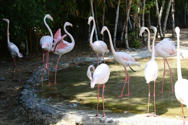 Flamingos leben im Zoo — Stockfoto