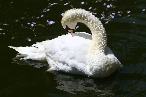 Bílá labuť žije v zoo — Stock fotografie