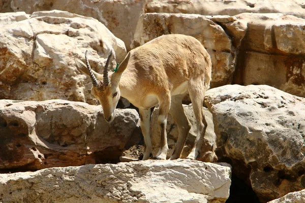 Koza se žije v zoo — Stock fotografie